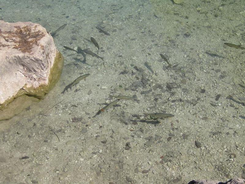 Pesci nuotano in acqua limpida vicino a rocce.